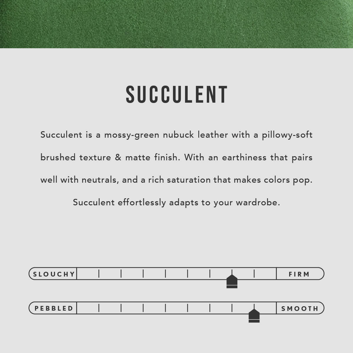  Succulent | infographic